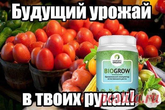 Не думала, что урожай может быть таким большим
У меня частный дом, есть огород небольшой, чуть больше сотки. Выращиваю на нем зелень, пару помидорчиков, огурцы, виноград. Но особого урожая никогда и не было – так, на салатик хватало. А огурцы и морковка – так вообще не хотели плодиться, пару несчастных маленьких «калек» появится, и все. У нас просто климат засушливый, и земля глинистая. Удобрения особо не помогали.
В том году прочла про новое био-удобрение BioGrow Plus, за него очень хорошо