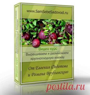 Как создать сад своей мечты начинающим дачникам? – Google+