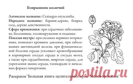 Боярышник колючий