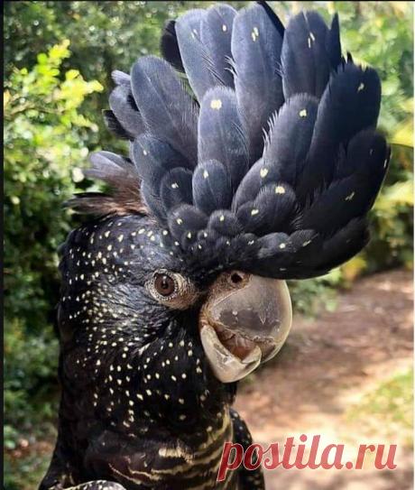 Траурный какаду #Бэнкса / Red-tailed black #cockatoo (лат. Calyptorhynchus banksii, syn. Calyptorhynchus magnificus) — птица семейства какаду.

#Фото@birdslovers