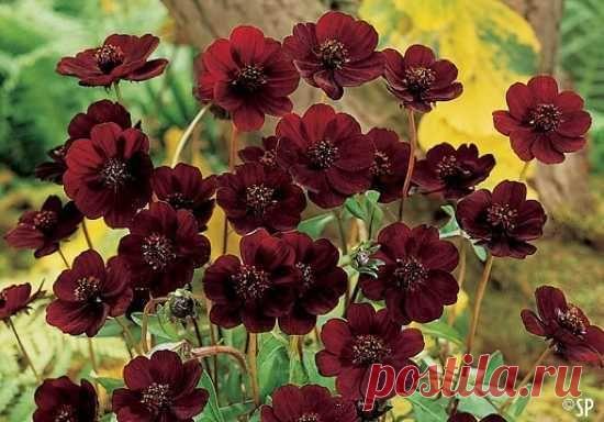 10 невероятно редких цветов: artarion  ШОКОЛАДНЫЙ  КОСМОС