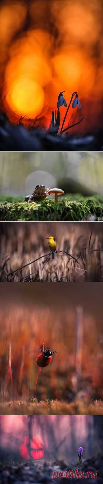 Вячеслав Мищенко - фотографии. 35фото