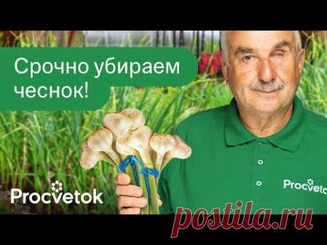 КОВАРНАЯ ОШИБКА ПРИ УБОРКЕ ЧЕСНОКА И ЛУКА, из-за которой может сгнить весь урожай