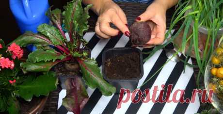 По такому способу свежая свекла будет круглый год