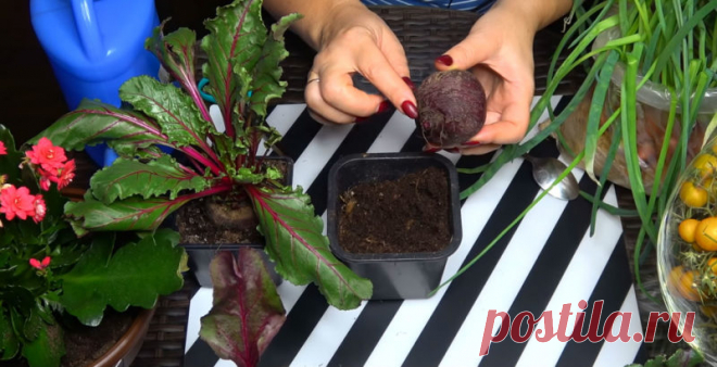 По такому способу свежая свекла будет круглый год