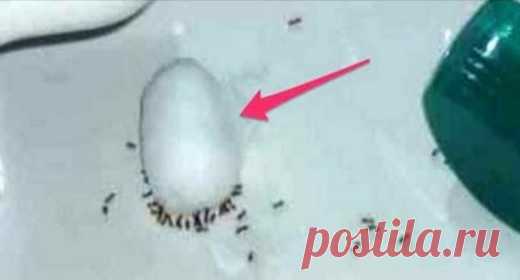 Как избавиться от муравьев всего за одну ночь | Golbis