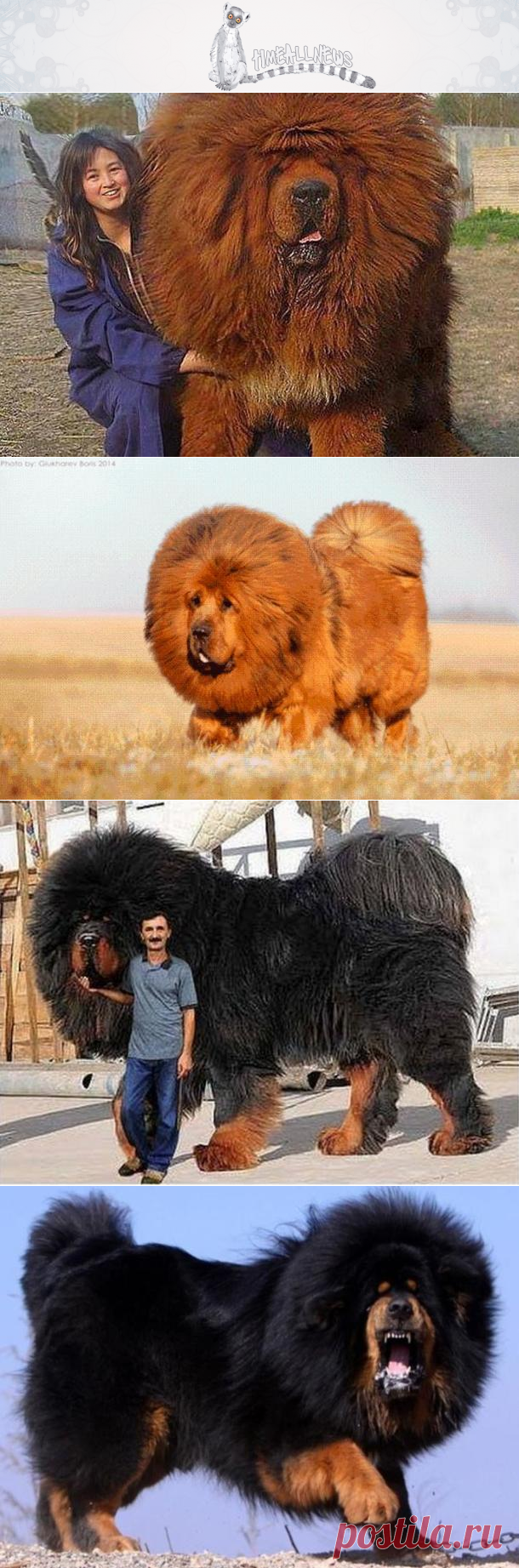 Тибетский мастиф. Самая дорогая собака на земле !