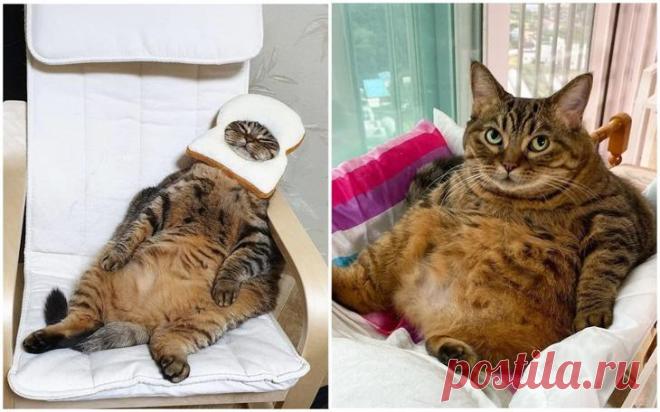 Встречайте Манго — самую харизматичную кошку Сети! Многие из нас любят кошек, а пользователи сети просто их обожают. Интернет переполнен фотографиями и видеороликами талантливых котов, у которых есть тысячи восхищенных поклонников. Но эта японская кра...