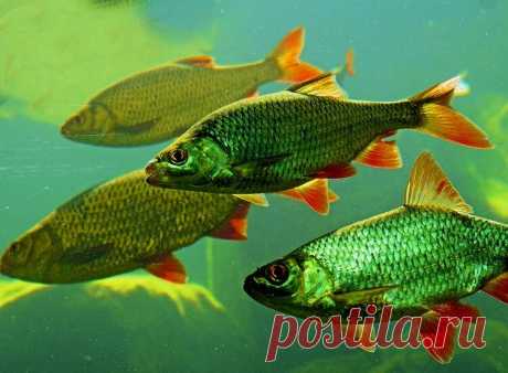 Кивок – «арбалет»: секрет самой чувствительной зимней снасти | Рыбалка для людей | Яндекс Дзен