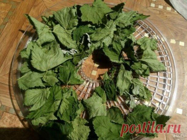 Каждый год я сушу много листьев черной смородины на даче, и знакомые, которые не в курсе моих отношений с народной медициной, удивляются – зачем? 
 
А вот зачем! 
 
В народной медицине чай из листьев черной смородины применяют при простудных заболеваниях, подагре, ревматизме, болезнях мочевого пузыря, камнях в почках и мочевом пузыре, а также при туберкулезе легких и кожных заболеваниях. 
 
А еще листья черной смородины: 
 
Содержат витамина С больше, чем ягоды, также веще...