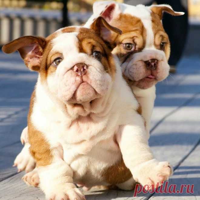 Добрый вечер, друзья!