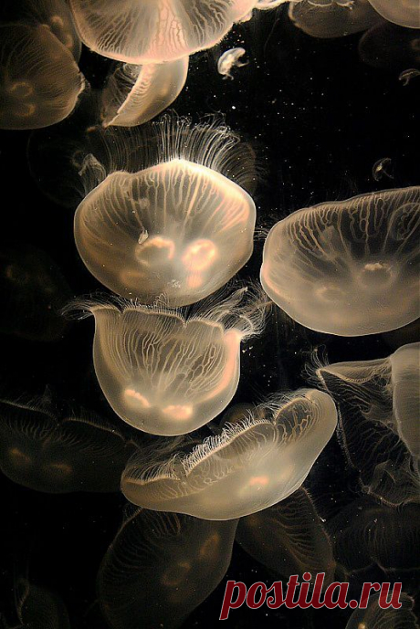 Gloria Taylor приколол(а) это к доске Octopodes and Jellyfish | Pinte…