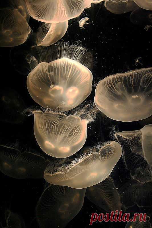 Gloria Taylor приколол(а) это к доске Octopodes and Jellyfish | Pinte…