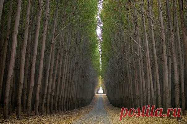 Живописная лесоферма в Орегоне - Путешествуем вместе