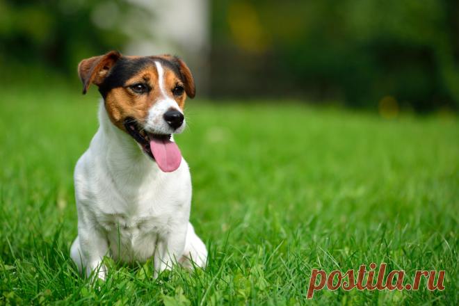 Гипоаллергенные породы собак — разнообразие вариантов. Фото — Ботаничка