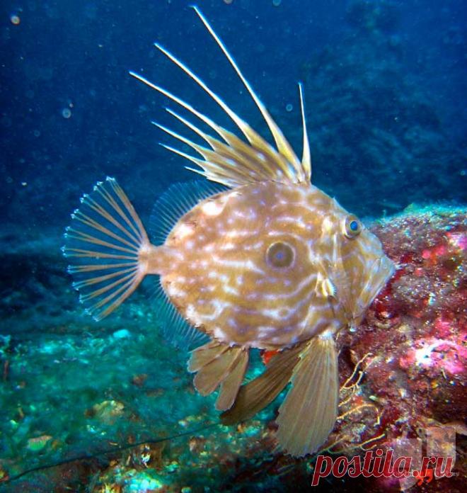 Самые необычные глубоководные животные (ТОП-15) + Фото