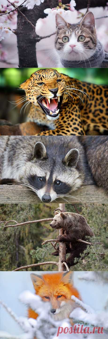 Картинки с животными для фона рабочего стола