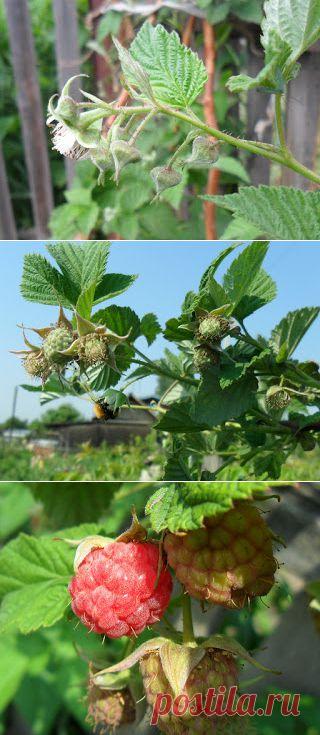 Вкусный Огород: Агротехника выращивания малины