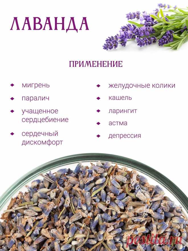 Лаванда