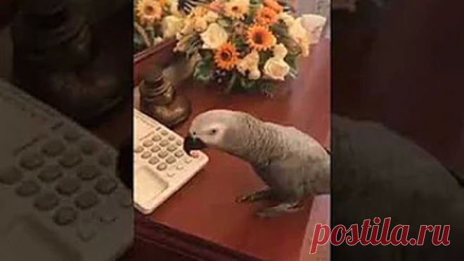 Самый крутой попугай беседует с хозяйкой. Да он другу хотел позвонить