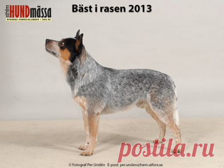 AUSTRALIAN CATTLEDOG Domare: WIBERG BO  C.I.B KORAD NORD UCH NORD V-11 RLD N SNJOS BLUE FIRE STICK  Ägare: SIVERMAN SANDRA, BORLÄNGE Uppfödare: THORSTENSSON ELISABETH, BORLÄNGE