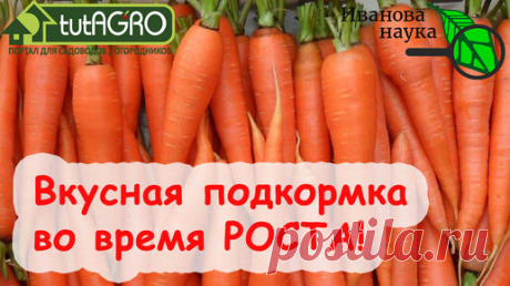 ОЧЕНЬ ВКУСНАЯ ПЕРВАЯ ПОДКОРМКА МОРКОВИ на красивый и ровный корнеплод. Самый срок 2 месяца от посева. Повторите дважды через 2 недели. | Иван Русских | Дзен