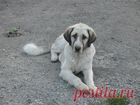 Собачье чудо