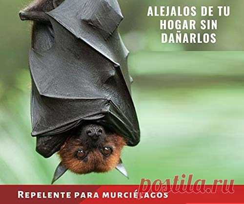Métodos Caseros para Ahuyentar Murciélagos de tu hogar