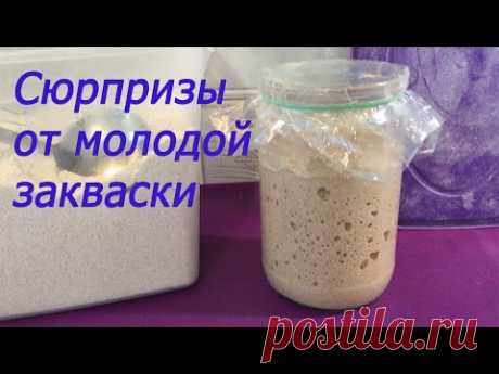 Молодая закваска для хлеба, её сюрпризы, её характер и что с ней делать