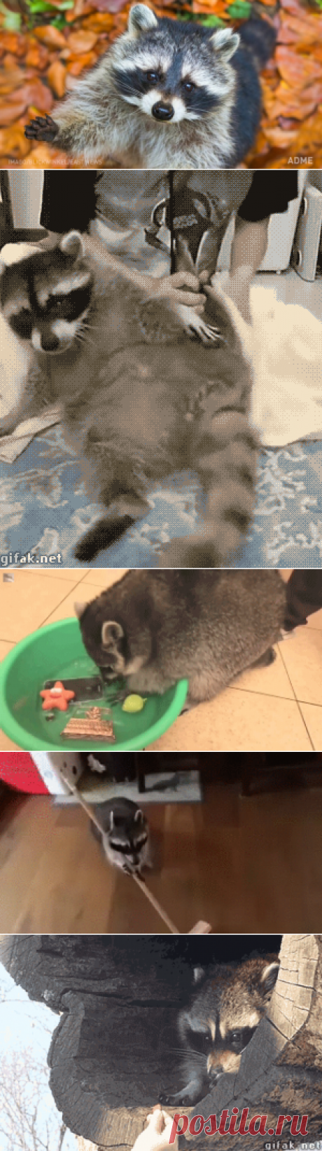 Что ж вы какие хмурые? Держите енотика