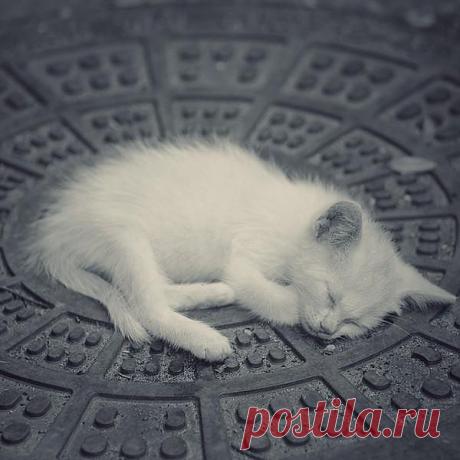 Завещание кошки...-