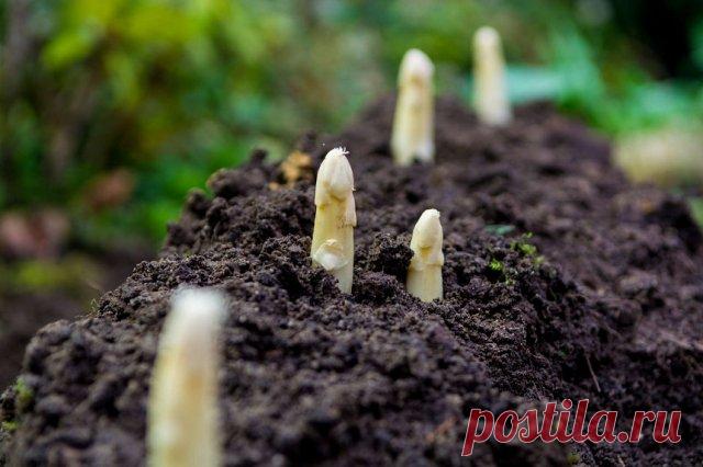 Как вырастить спаржу, и стоит ли она таких трудов | Другие растения (Огород.ru)