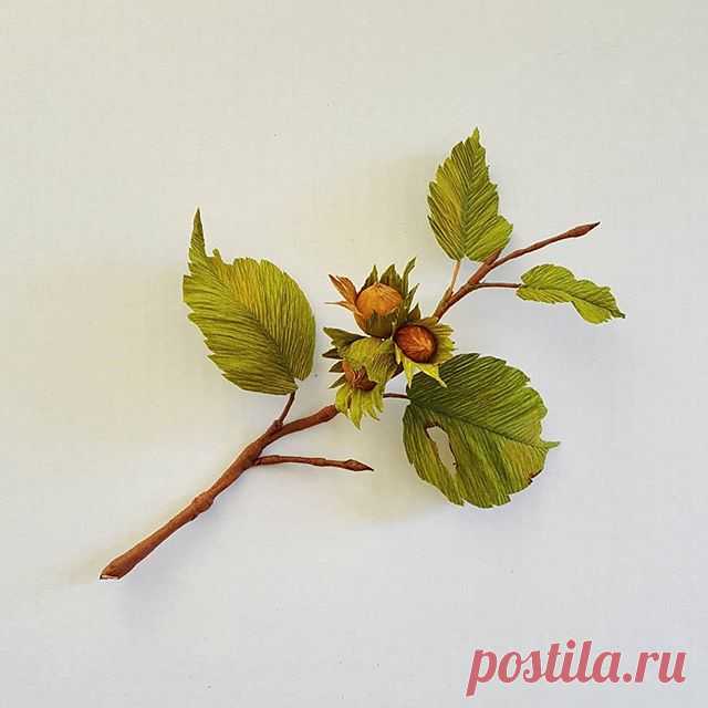 Hazelnut placeholder.