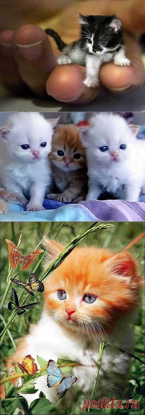 Хотим котёнка!!! | Красота Жизни