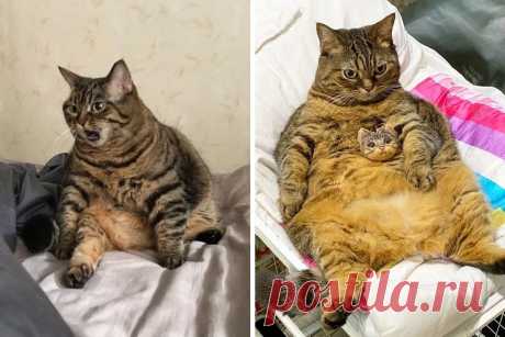 Толстый кот по кличке Мангго украдет ваши сердца своими смешными мордочками. Ридус