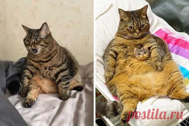 Толстый кот по кличке Мангго украдет ваши сердца своими смешными мордочками. Ридус