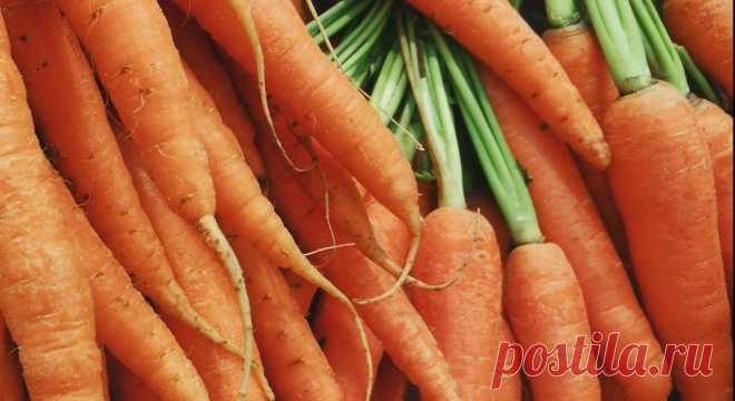 Лучшие из лучших сорта моркови, которые обязательно должны быть на грядке в следующем году | Записки огородницы | Яндекс Дзен