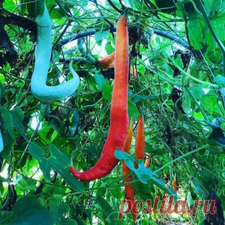 Трихозант (Trichosanthes)