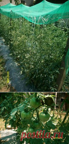 Солнцезащитная сетка и помидоры