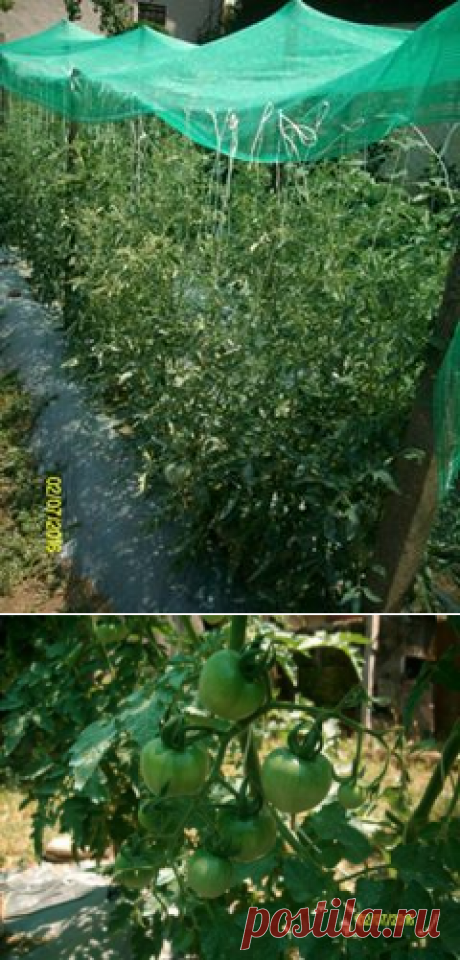 Солнцезащитная сетка и помидоры