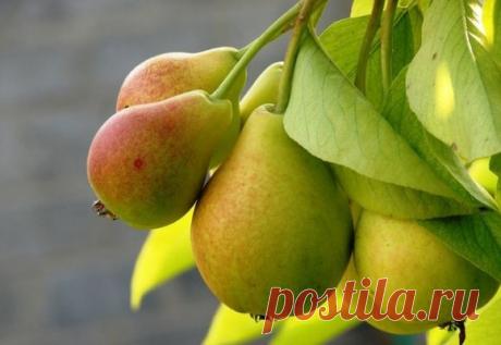 Груша Дюшес: посадка и уход, описание сорта, видео и фото