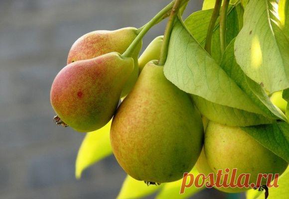 Груша Дюшес: посадка и уход, описание сорта, видео и фото