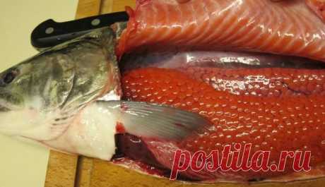 Как научиться быстро и безошибочно определять самку, в которой есть икра | жерех | Яндекс Дзен