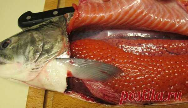 Как научиться быстро и безошибочно определять самку, в которой есть икра | жерех | Яндекс Дзен