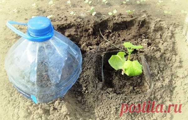 ОГУРЦЫ В БУТЫЛКАХ — УДОБНО И ВЫГОДНО