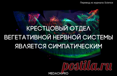 Крестцовый отдел вегетативной нервной системы является симпатическим | MEDACH