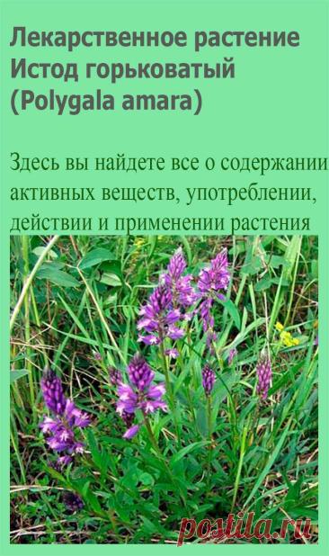 Лекарственное растение Истод горьковатый (Polygala amara). Многолетнее растение высотой 10-20 см. Стебли восходящие до прямостоячих, неветвящиеся. Нижние листья обратнояйцевидные, образуют розетку, если их пожевать - горькие на вкус. Верхние листья мельче, удлиненно-клиновидные.
