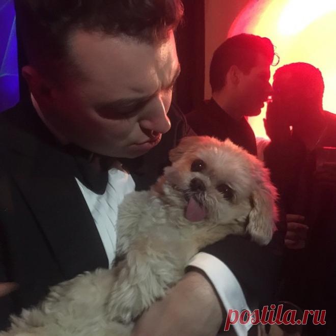 Собака Марни, которая живет насыщенной жизнью!