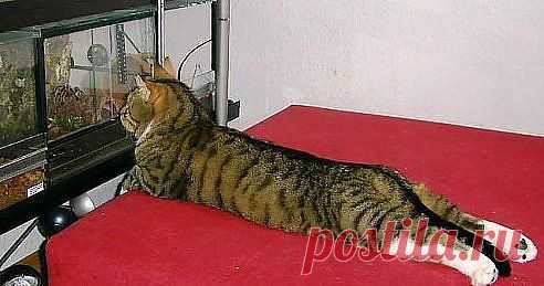 И у кошек должен быть телевизор!