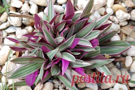 Рео для начинающих цветоводов - Сад на подоконнике